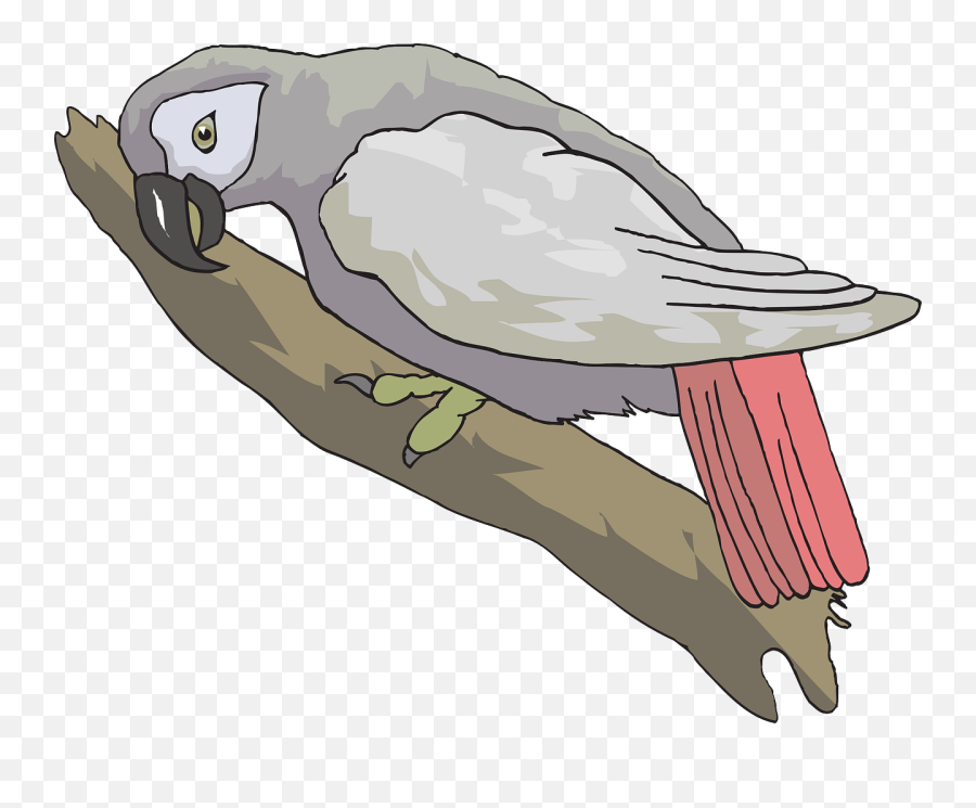 African Grey Parrots Have Vocabularies - African Grey Clipart Transparent Emoji,African Grey Parrot Reading Emotions