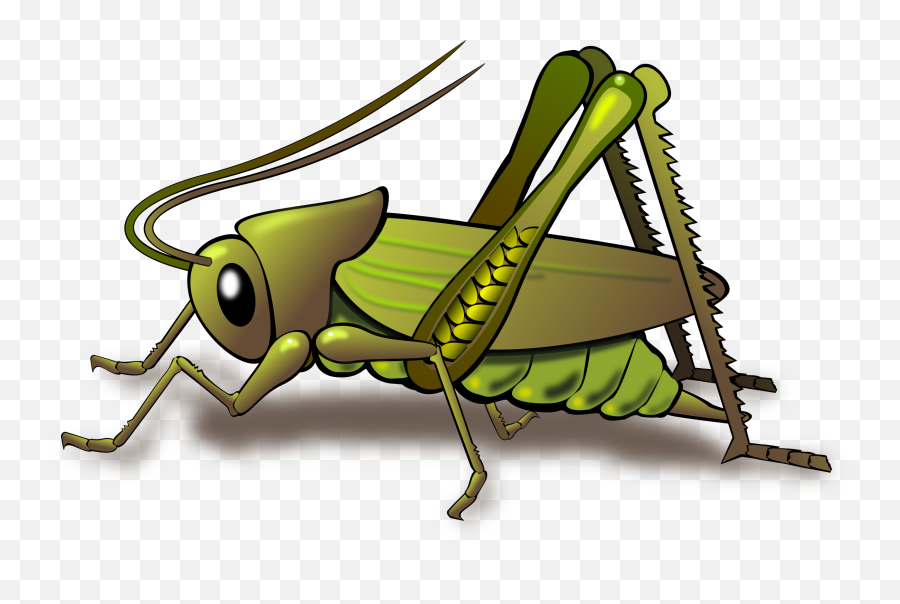 Cricket Clipart Sound Cricket Sound - Body Parts Of Grasshopper Emoji,Crickets Emoji