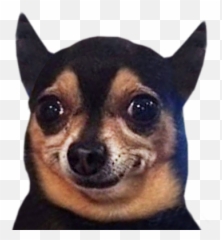 Funny Doge - Vulnerable Native Breeds Emoji,Funny Doge Emojis For Iphone