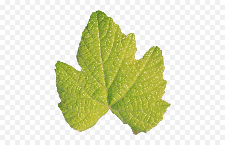 5840 Green Leaf Clip Art Public Domain Vectors - Leaf Without A Stem Emoji,Pi?atas Navide?as De Emojis