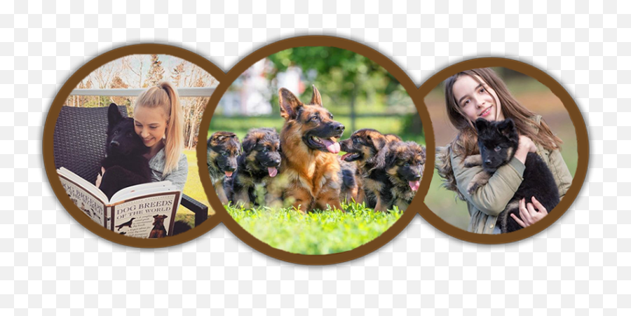 German Shepherd Puppies Spot U2013 Potty Trained German Shepherd Emoji,German Shepherd Dog Barking Emoticon