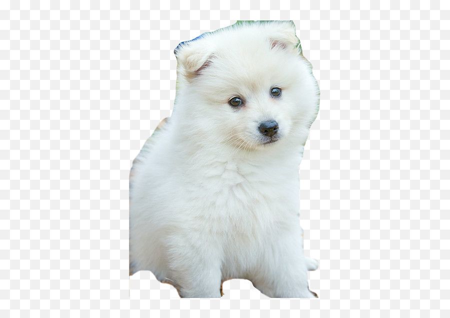 June 2021 Emag Dogsindublin Emoji,Spooked Japanese Emoticon