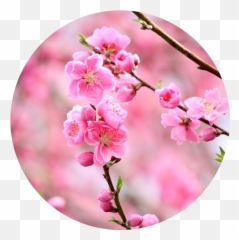 Konohana Family Newsletter Vol97 U2013 The Eye - Opening Natural Emoji,Care2 Emoticons