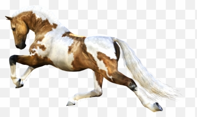 Animal Horse Png Transparent 11 - Horse Running Png Emoji,Horse Emoji Transparent