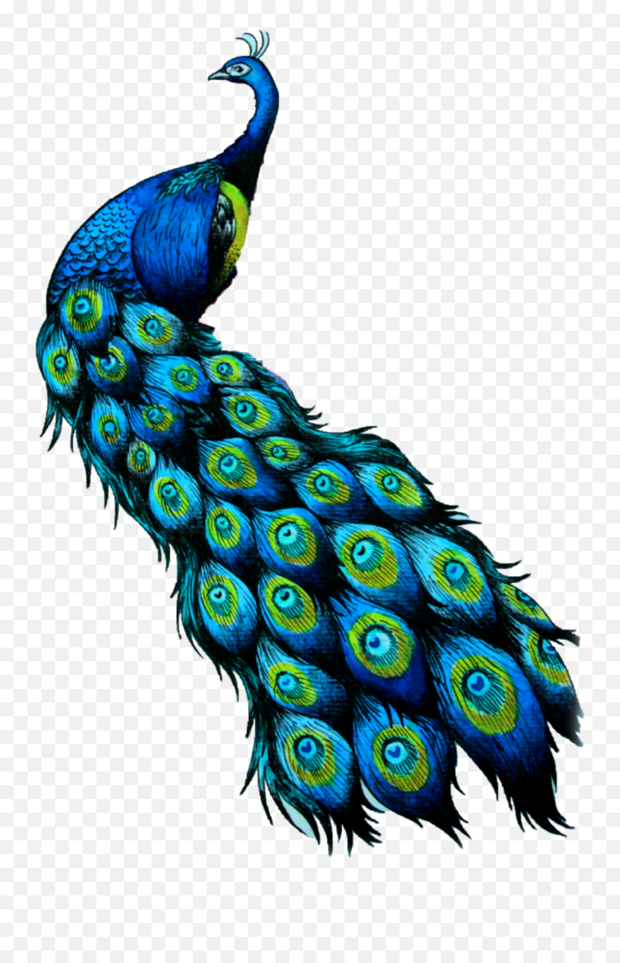 Peacock Sticker - Peacock Clipart Emoji,Peacock Emoji