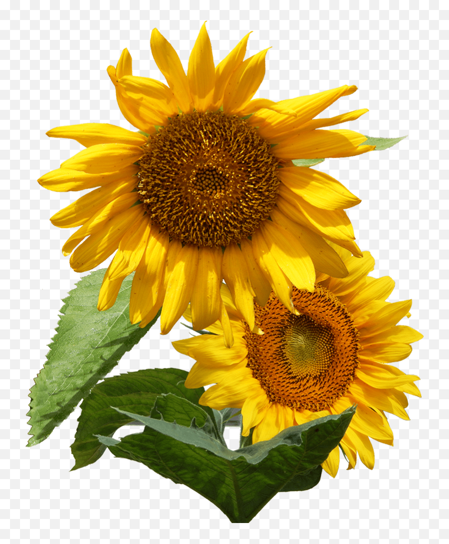 Home - Common Sunflower Emoji,Sunflowers Emotion