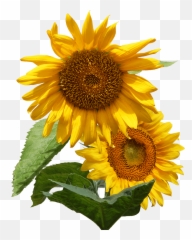 Home - Common Sunflower Emoji,Sunflowers Emotion