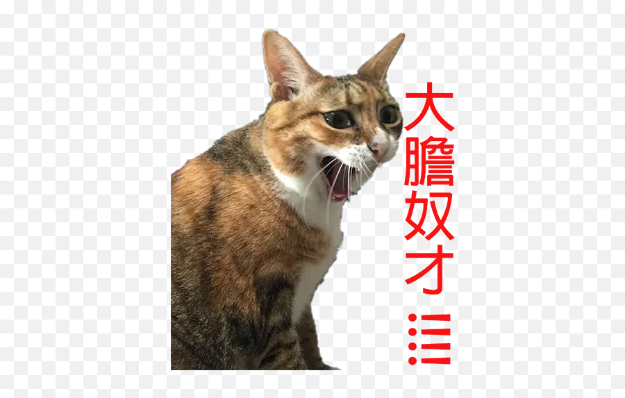 Cats Stickers For Whatsapp - Cat Collar Emoji,Cat Ear Emotions