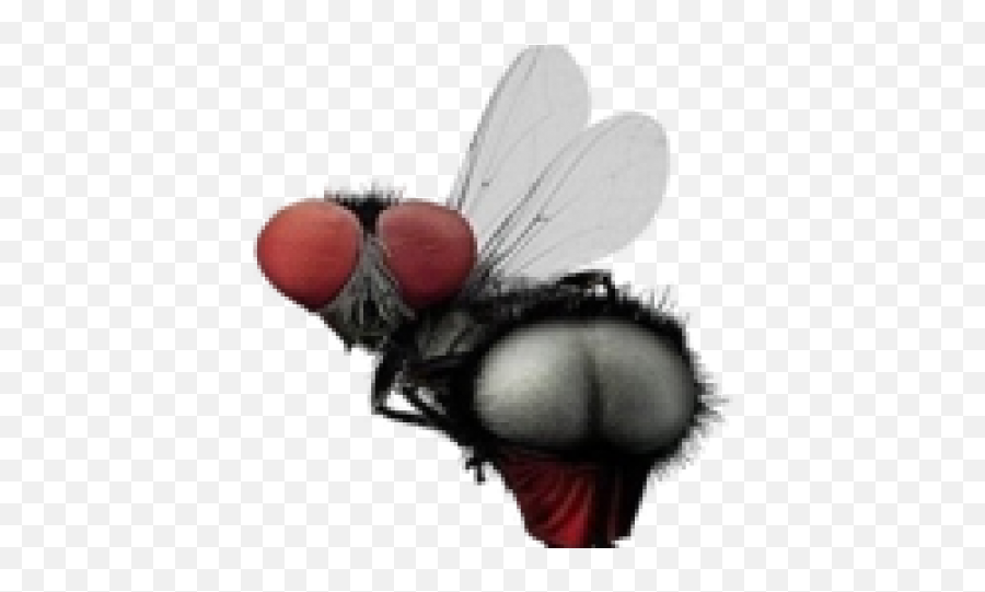 Github - Yinhelisshw Ssh Client Wrapper For Automatic Login Fly Dp For Whatsapp Emoji,Housefly Emoticon