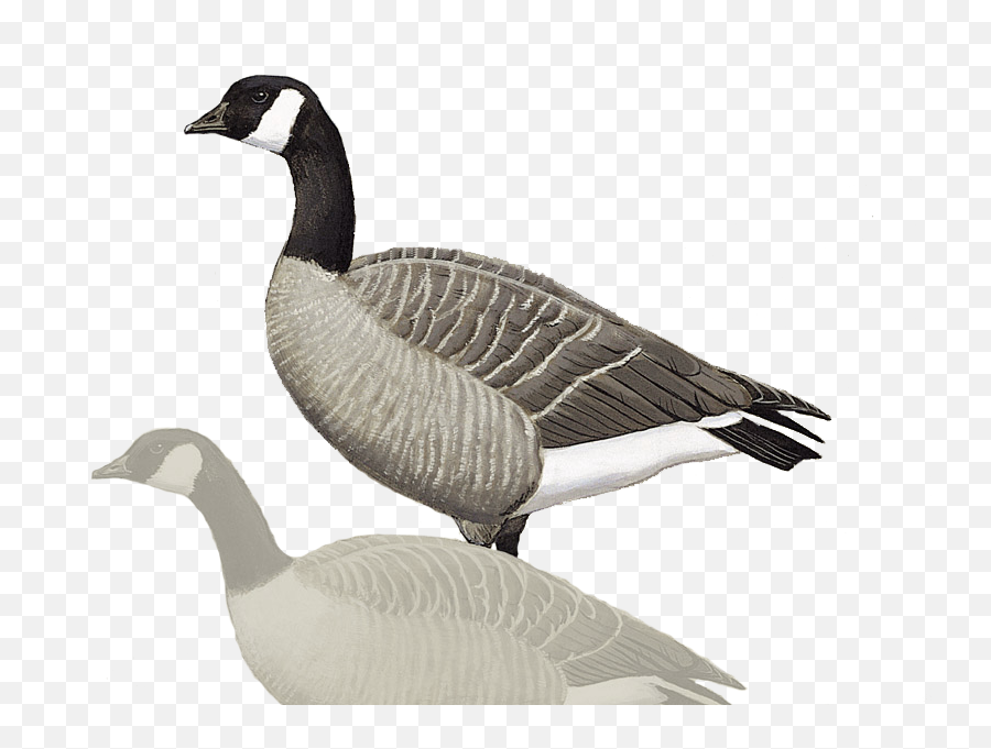 Details Canada Goose - Birdguides Canada Goose Emoji,Canadian Goose Emoticon