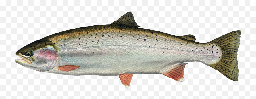 Download Trout Drawing Fresh Water Fish - Freshwater Fish Emoji,Free Emojis No Backrounds