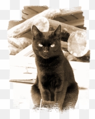 Angry Black Cat Sepia Kids T - Shirt For Sale By Elisabeth Lucas Emoji,Cat Emotions T Shirt
