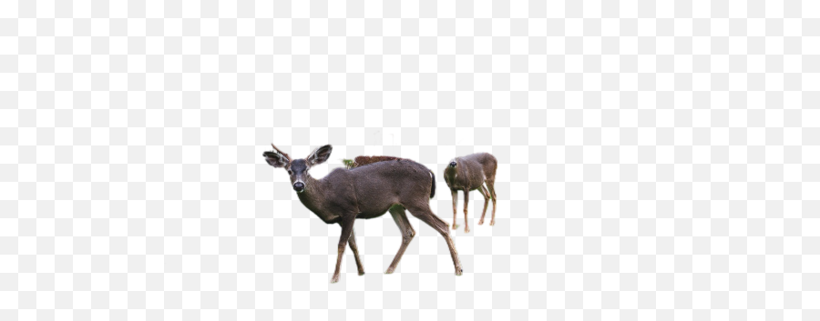 Deer Png Images Download Deer Png Transparent Image With Emoji,Hunting Deer Emoji