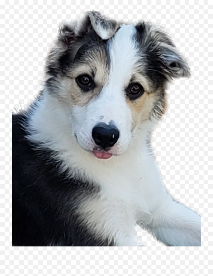 Bordercollie Sticker - Northern Breed Group Emoji,Border Collie Emoji