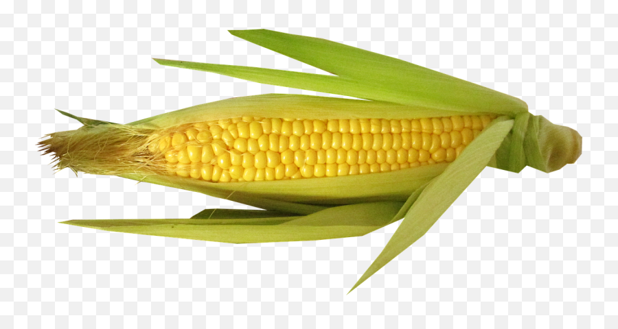 Thanksgiving - Maize Emoji,Corn Cob Emoji
