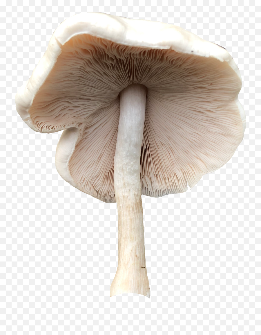 Mushroom Mushrooms Sticker - Wild Mushroom Emoji,Mushrooms Emoji