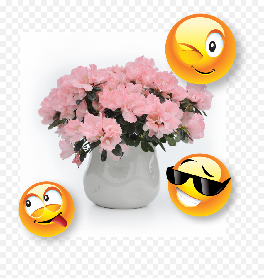 Consumer Info - Azanova Emoji,Plant Emoticon