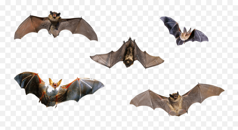 Bat Png Download Free Png Images Wonder Day - Bat Emoji,Bat Hearts Emoticon