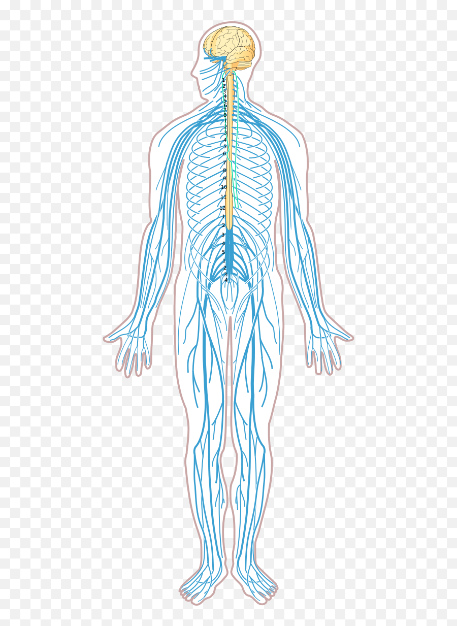 Nervous System Diagram Unlabeled - Peripheral Nervous System Transparent Emoji,Autonomic Nervous System Chart For Emotion