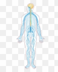 Nervous System Diagram Unlabeled - Peripheral Nervous System Transparent Emoji,Autonomic Nervous System Chart For Emotion