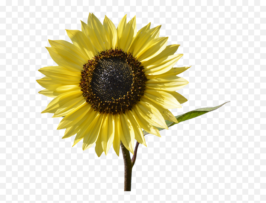18 Stunning Types Of Sunflowers To Add To Your Summer Garden - Sabias Que De Los Girasoles Emoji,Facebook Sunflower Emoticons