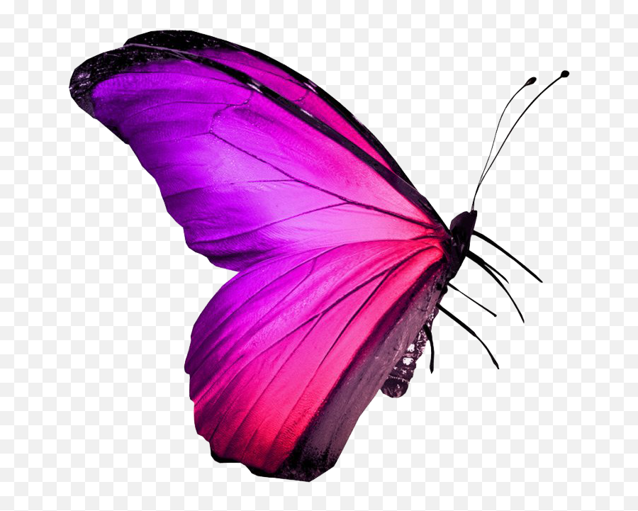 Real Pink Butterfly Png Image - Nepal Flag In Butterfly Emoji,Purplebutterfly Emojis