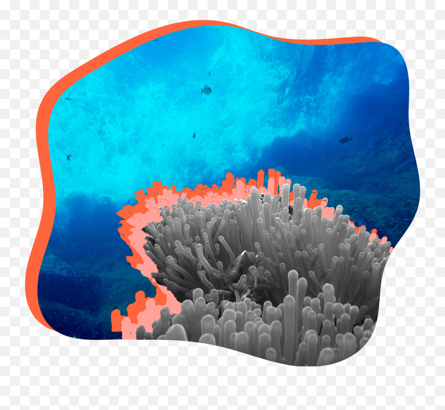 Stepping Into My Eco - Coral Emoji,People Emotion After Hurricane Katri A