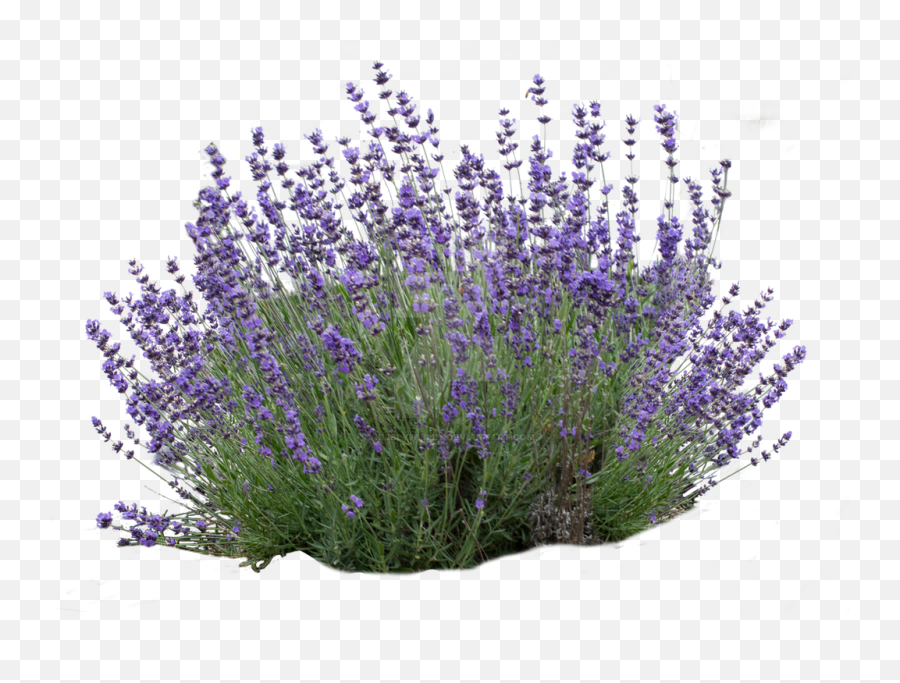 Small Bush Download Transparent Png Image Png Arts Emoji,Bush Emoticon Saying Do It In Fortnite