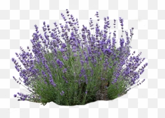 Small Bush Download Transparent Png Image Png Arts Emoji,Bush Emoticon Saying Do It In Fortnite