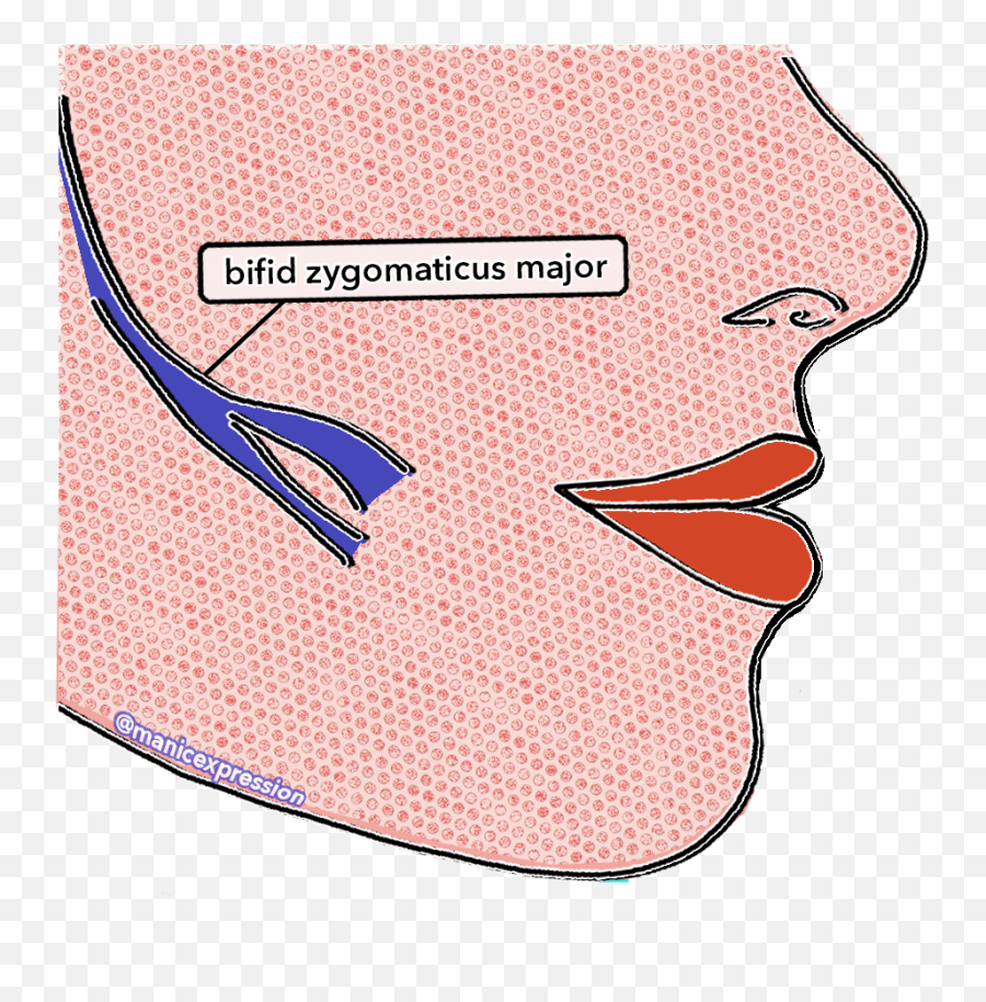 Zygomaticus Major Variations U0026 The Dimple U2013 Face The Facs - Bifid Zygomaticus Major Muscle Emoji,Muscle Flex Emoji