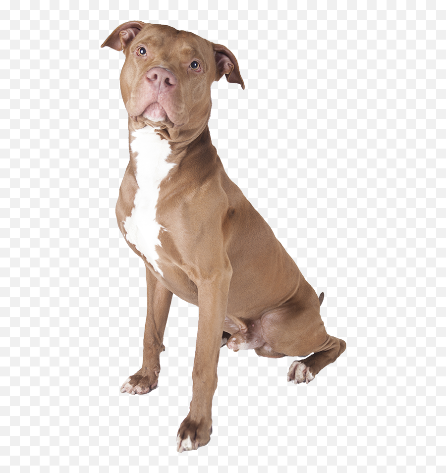 Dog Doggy Pitbull Cute Sticker - Pitbull Dog Png Emoji,Pitbull Emoji