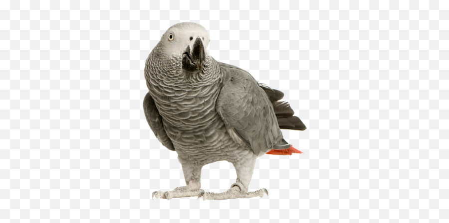 Birthday - African Grey On White Background Emoji,African Grey Parrot Reading Emotions