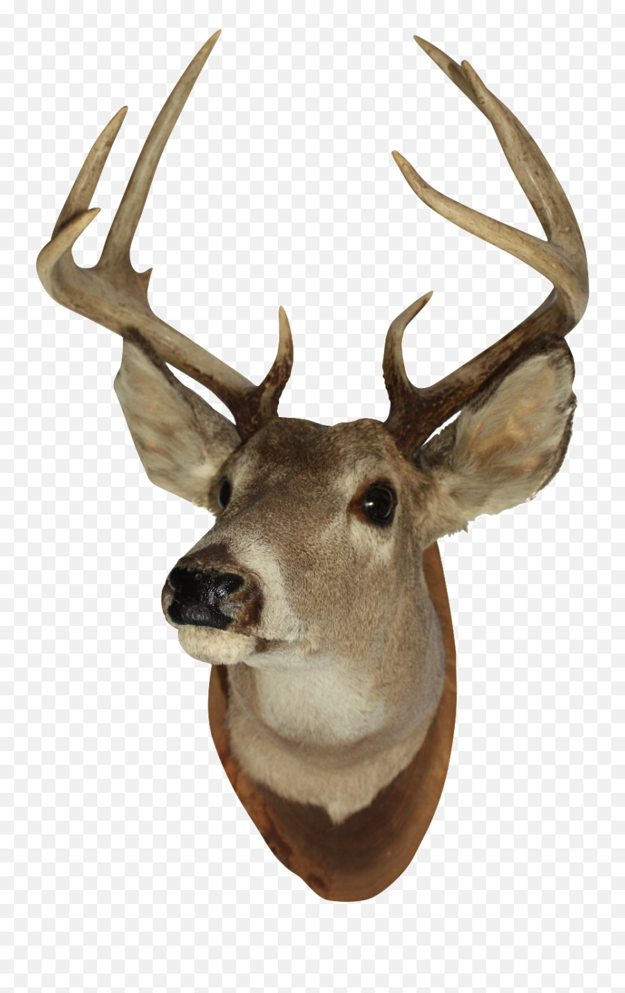 Buck Deer Png U0026 Free Buck Deerpng Transparent Images 70746 - Transparent Deer Head Png Emoji,Real Deer Emoji