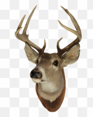 Buck Deer Png U0026 Free Buck Deerpng Transparent Images 70746 - Transparent Deer Head Png Emoji,Real Deer Emoji