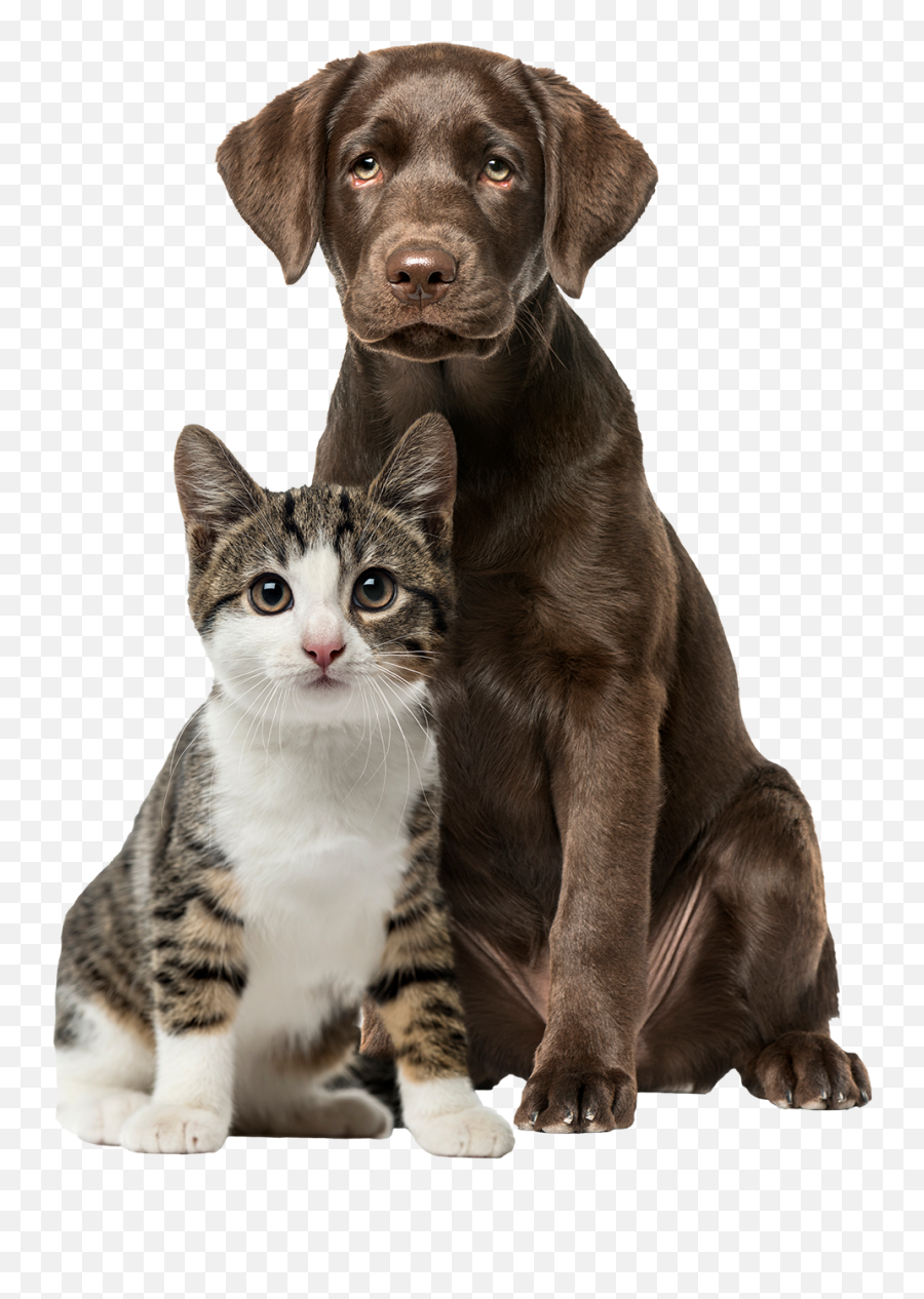 Dog And Cat White Background Emoji,Dog Msn Emoticon 2006