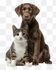 Dog And Cat White Background Emoji,Dog Msn Emoticon 2006