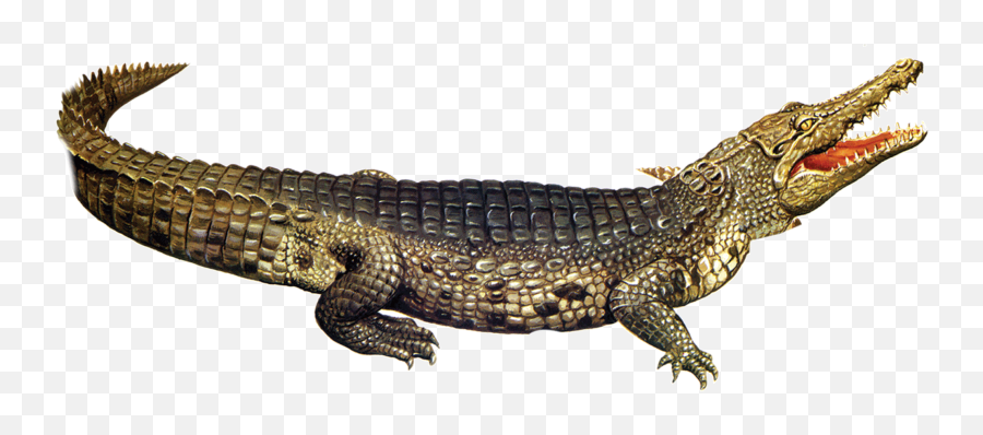 Baby Alligator Png Transparent Png - Big Emoji,Alligator Emoji