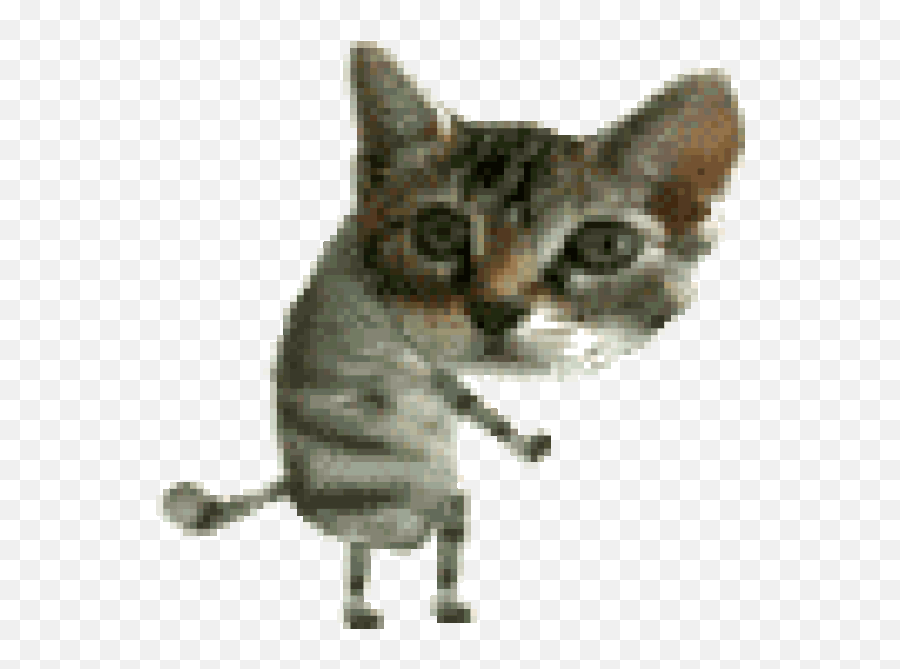 New Pfp D Fandom Emoji,Fluffy Cat Gif Emoticon
