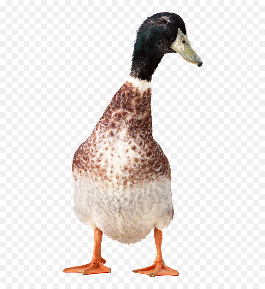 Latest - Free Png Images Starpng Emoji,Transparent Background Duck Emoji