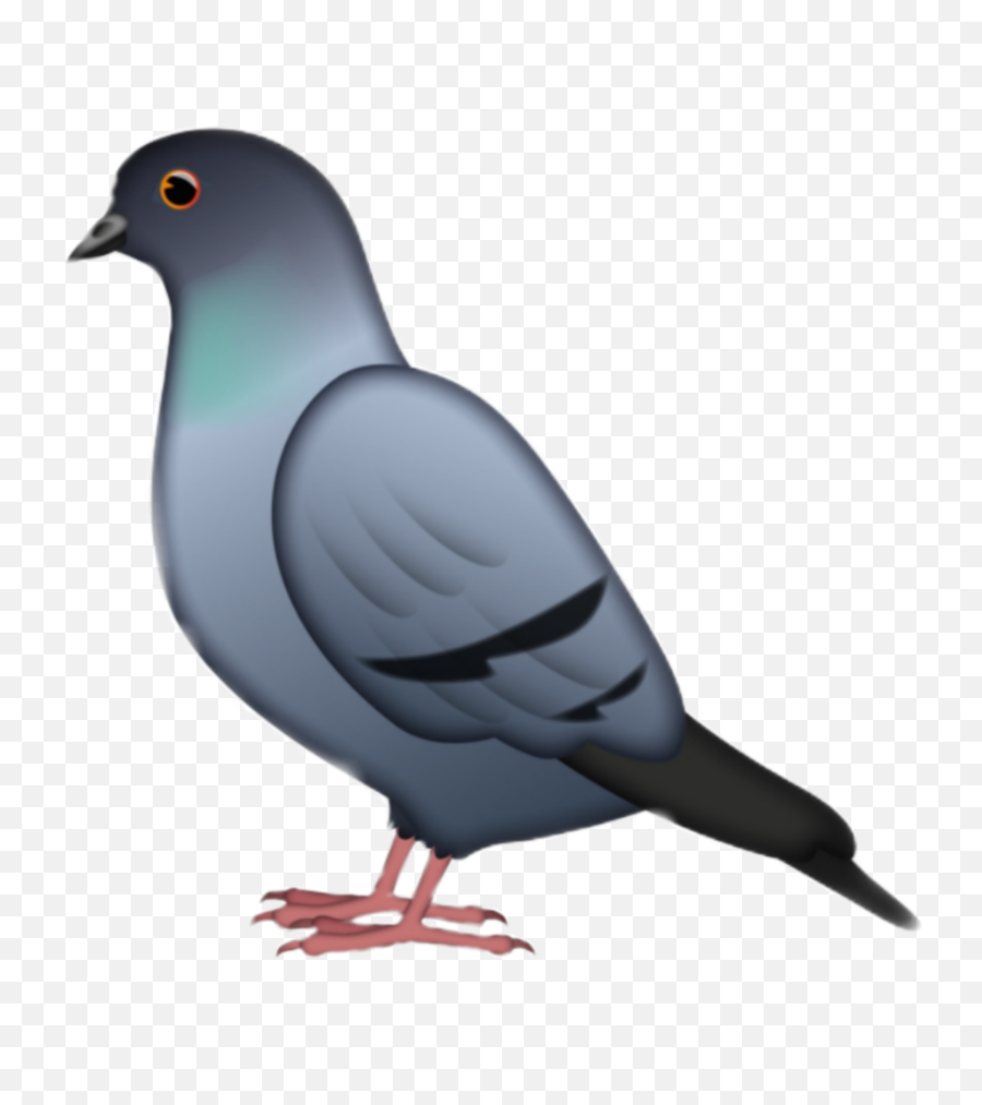 Sticker - Emoji De Pigeon,Dove Emoji App