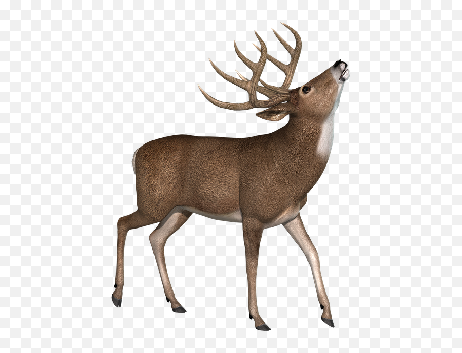 How Deer Accidents Happen And How To - Deer Transparent Background Emoji,Deer In Headlights Emoji