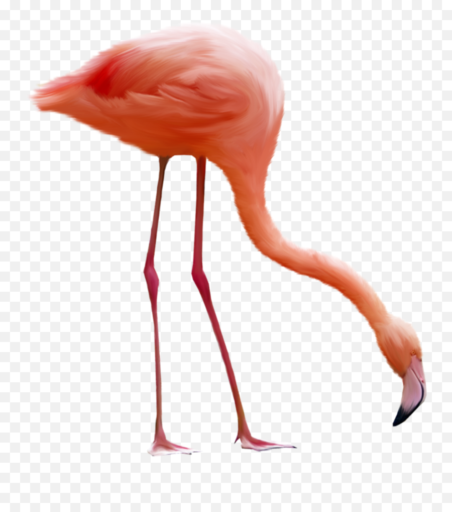 Flamingo Clipart Transparent Background Flamingo - Flamingo Gif Transparent Background Emoji,Flamingo Emoji
