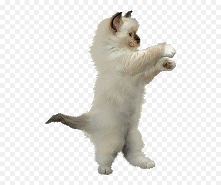 Dancing Cats Gifs 65 Funny Animated Images For Free - Cat Png Gif Emoji,Kitty Emoticon Panities