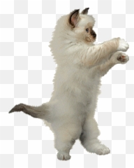 Dancing Cats Gifs 65 Funny Animated Images For Free - Cat Png Gif Emoji,Kitty Emoticon Panities