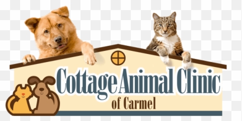Pet Scratching Ears And Shaking Head - Northern Breed Group Emoji,Cat Ears That Tell Your Emotions
