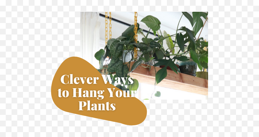 How To Care For Pilea Peperomioides - Clever Ways To Hang Plants Emoji,Green And Plants Indoor Effect On Human Emotion