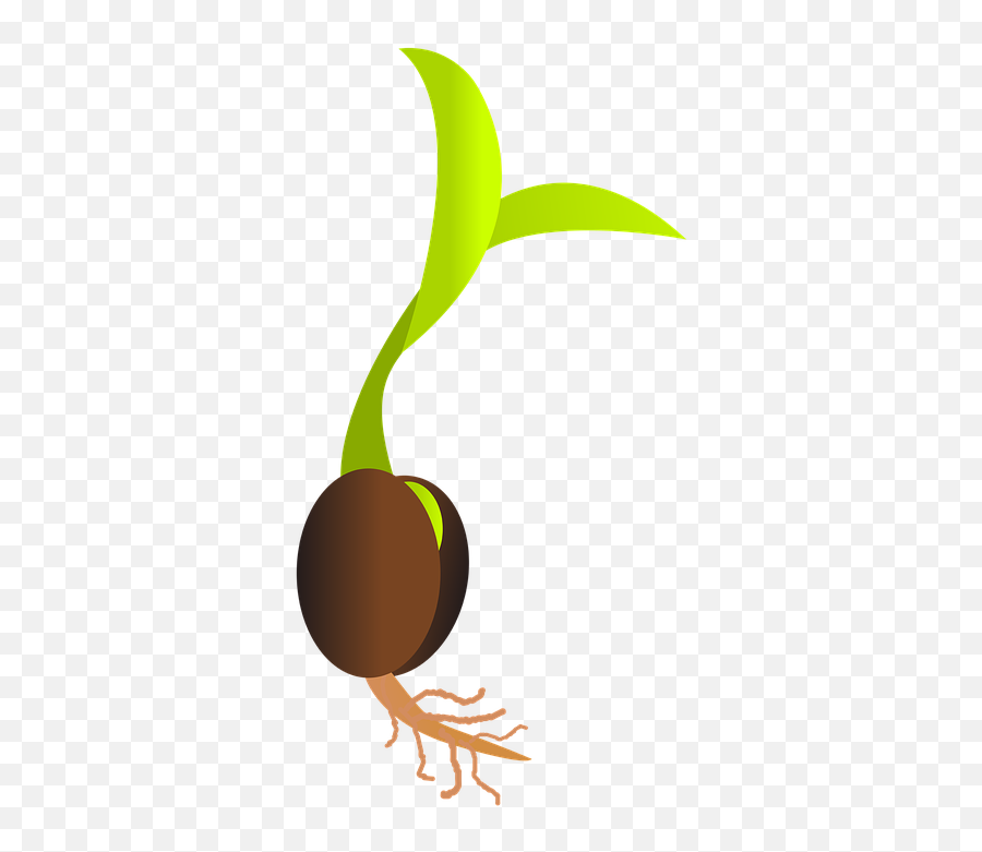 Seedling Clipart Background Seedling - Seed Germination Clipart Emoji,Sprout Emoji