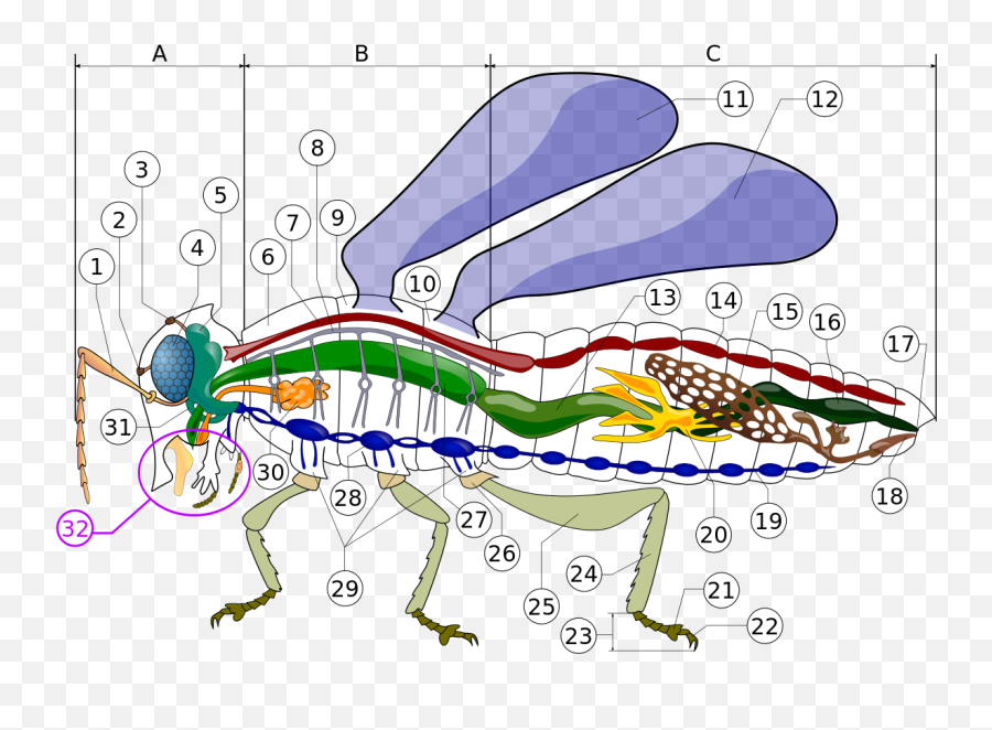 Morfología De Los Insectos - Fly Anatomy Internal Emoji,Emoticon Un Ojo Cubierto Por Mitad De Un Lente O Lupa