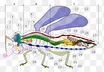 Morfología De Los Insectos - Fly Anatomy Internal Emoji,Emoticon Un Ojo Cubierto Por Mitad De Un Lente O Lupa
