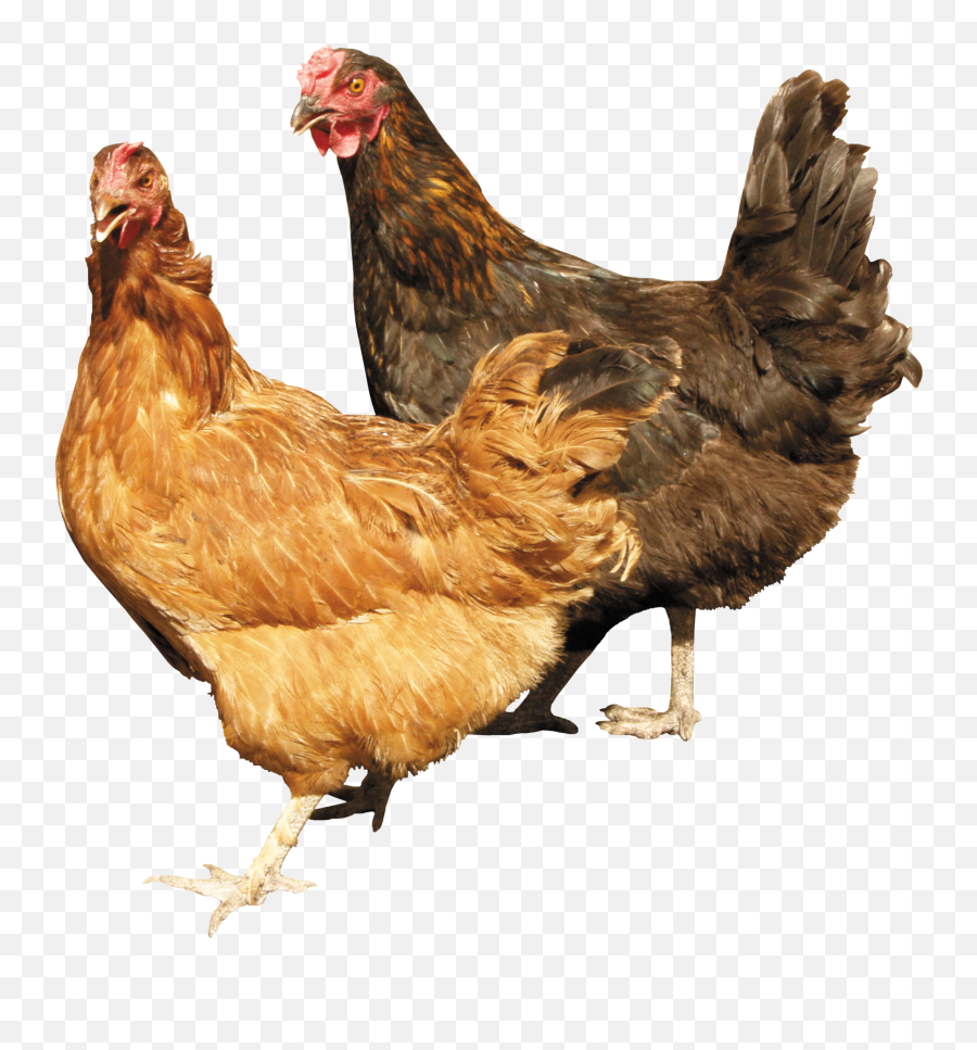 22 Chicken Icon Png - Kemprot Blog Chickens Png Emoji,Hen Emoji Transparent Png